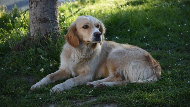 Bartın’da Sahibini Beş Gündür Bekleyen Köpek Kayıp