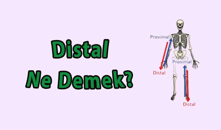 Tıp dilinde distal ne demektir? Distal Nedir?